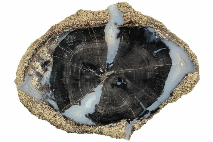 Petrified Wood (Schinoxylon) Round - Blue Forest, Wyoming #227602